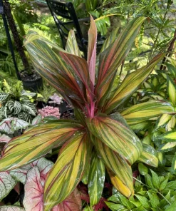 Cordyline Fruticosa Live Plant - Hawaiian Ti Tropical Foliage Houseplant - Image 1