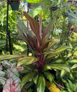 Cordyline Fruticosa Live Plant - Tropical Foliage Houseplant for Indoor Decor - Image 2