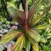 Cordyline Fruticosa Live Plant - Tropical Foliage Houseplant for Indoor Decor - Image 1