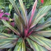 Cordyline Harlequin Live Plant – Ti Hawaiian Tropical Foliage – Vibrant Indoor/Outdoor - Image 1