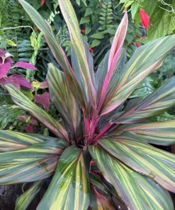 Cordyline Harlequin Live Plant – Ti Hawaiian Tropical Foliage – Vibrant Indoor/Outdoor - Image 1