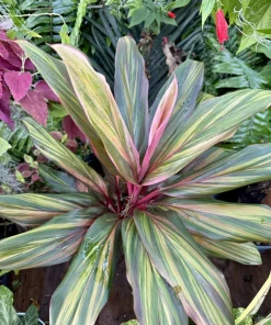 Cordyline Harlequin Live Plant – Ti Hawaiian Tropical Foliage – Vibrant Indoor/Outdoor - Image 2