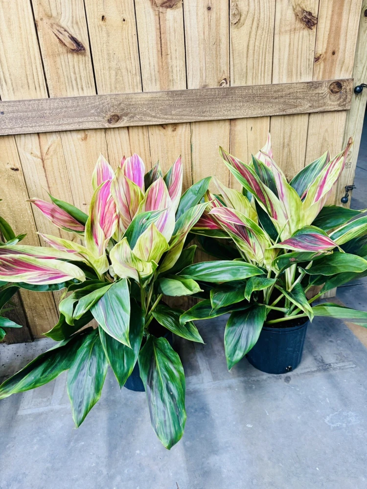 Cordyline Live Plant - Colorful Foliage, Easy Care Houseplant - Image 2