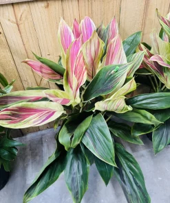 Cordyline Live Plant - Colorful Foliage, Easy Care Houseplant - Image 3