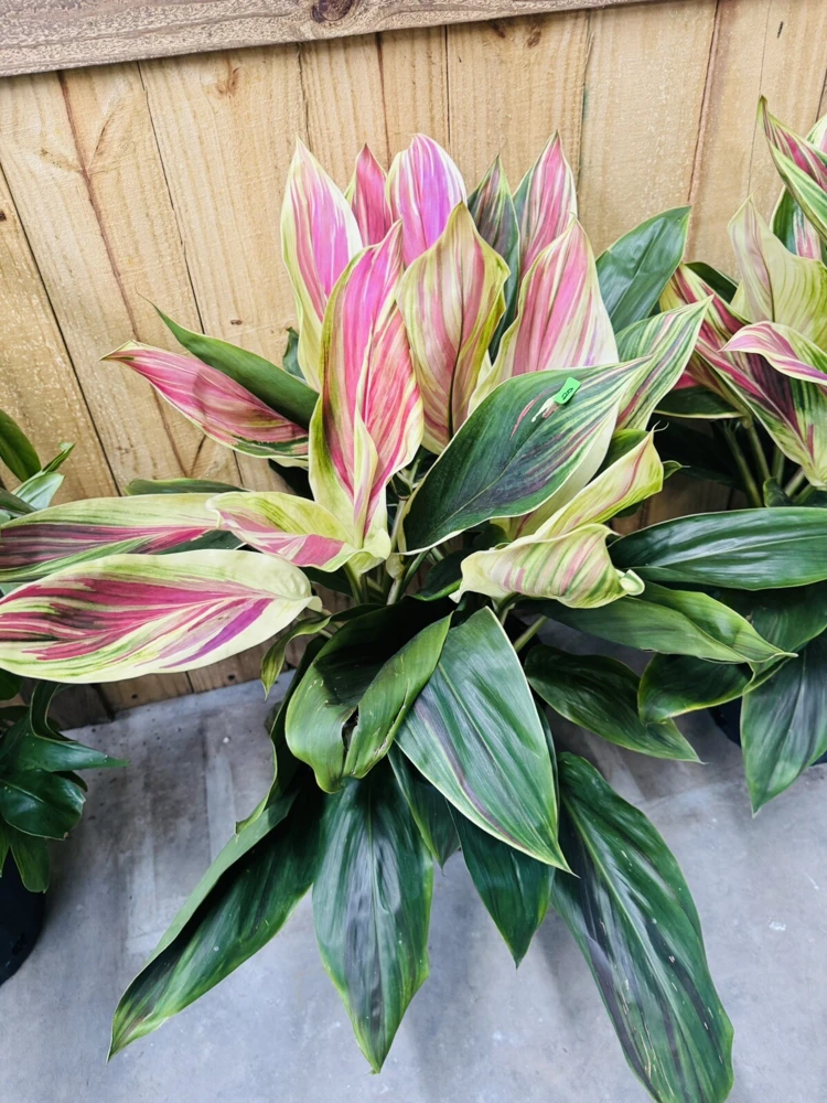Cordyline Live Plant - Colorful Foliage, Easy Care Houseplant - Image 3