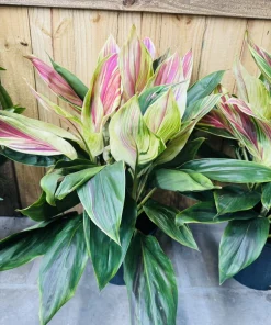 Cordyline Live Plant - Colorful Foliage, Easy Care Houseplant - Image 4