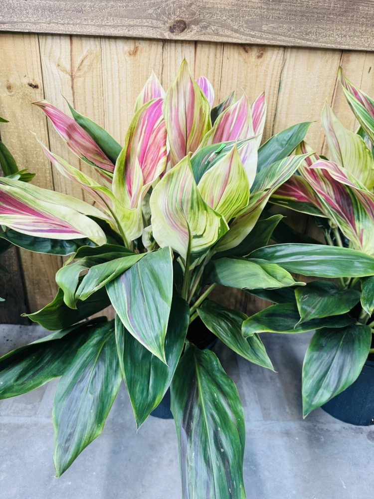 Cordyline Live Plant - Colorful Foliage, Easy Care Houseplant - Image 4