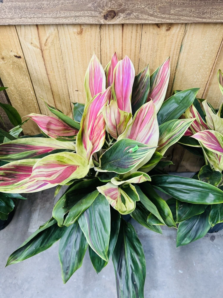 Cordyline Live Plant - Colorful Foliage, Easy Care Houseplant - Image 1