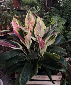 Cordyline Sherbert Ti Live Plant - Colorful Tropical Foliage Houseplant - Image 2