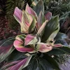 Cordyline Sherbert Ti Live Plant - Colorful Tropical Foliage Houseplant - Image 1