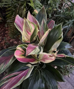Cordyline Sherbert Ti Live Plant - Colorful Tropical Foliage Houseplant - Image 1