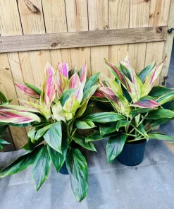Cordyline Ti Live Plant - Hawaiian Tropical Foliage Indoor/Outdoor - Image 2