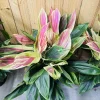 Cordyline Ti Live Plant - Hawaiian Tropical Foliage Indoor/Outdoor - Image 1