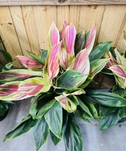 Cordyline Ti Live Plant - Hawaiian Tropical Foliage Indoor/Outdoor - Image 1