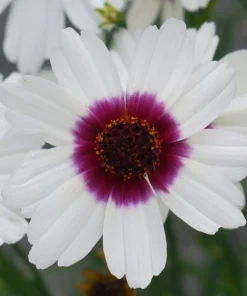 Coreopsis Ice Wine Live Plant - Hardy Perennial Flower, Tickseed Plant, 2.5