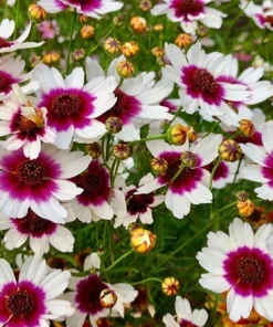 Coreopsis Ice Wine Live Plant - Hardy Perennial Flower, Tickseed Plant, 2.5