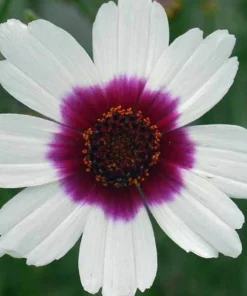 Coreopsis Ice Wine Live Plant - Hardy Perennial Flower, Tickseed Plant, 2.5