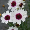 Coreopsis Ice Wine Live Plant - Hardy Perennial Flower, Tickseed Plant, 2.5"x3.5" Pot, Outdoor Full Sun - Image 1