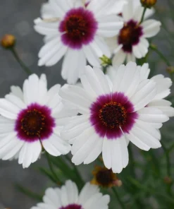 Coreopsis Ice Wine Live Plant - Hardy Perennial Flower, Tickseed Plant, 2.5