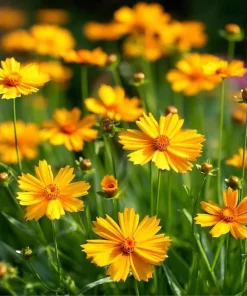 Coreopsis Lanceolata Seeds – 200 Dwarf Golden-Yellow Blooms, Garden Perennial - Image 2