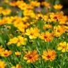 Coreopsis Lanceolata Seeds – 200 Dwarf Golden-Yellow Blooms, Garden Perennial - Image 1