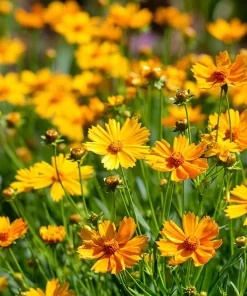 Coreopsis Lanceolata Seeds – 200 Dwarf Golden-Yellow Blooms, Garden Perennial - Image 1