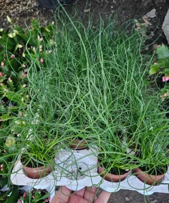 Corkscrew Rush Live Plant - Juncus Spiralis - 2in & 4in Pot - Indoor/Outdoor - Image 2
