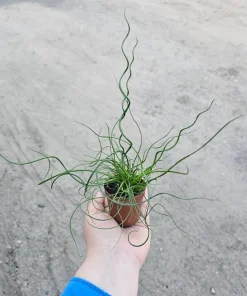 Corkscrew Rush Live Plant - Juncus Spiralis - 2in & 4in Pot - Indoor/Outdoor - Image 3