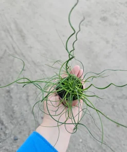 Corkscrew Rush Live Plant - Juncus Spiralis - 2in & 4in Pot - Indoor/Outdoor - Image 4