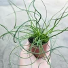 Corkscrew Rush Live Plant - Juncus Spiralis - 2in & 4in Pot - Indoor/Outdoor - Image 1