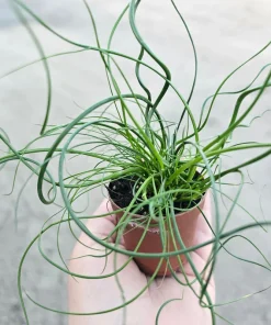 Corkscrew Rush Live Plant - Juncus Spiralis - 2in & 4in Pot - Indoor/Outdoor - Image 1