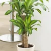 Corn Plant Live Houseplant – Dracaena fragrans – Indoor Foliage Plant - Image 1