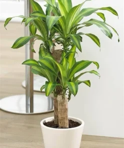 Corn Plant Live Houseplant – Dracaena fragrans – Indoor Foliage Plant - Image 1