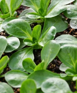 Corn Salad Seeds - Mache Lamb's Lettuce Vegetable Seeds - 500 Count - Image 11