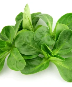 Corn Salad Seeds - Mache Lamb's Lettuce Vegetable Seeds - 500 Count - Image 2