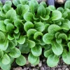 Corn Salad Seeds - Mache Lamb's Lettuce Vegetable Seeds - 500 Count - Image 1