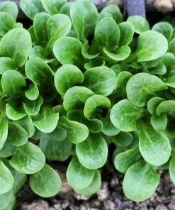 Corn Salad Seeds - Mache Lamb's Lettuce Vegetable Seeds - 500 Count - Image 1