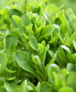 Corn Salad Seeds - Mache Lamb's Lettuce Vegetable Seeds - 500 Count - Image 3