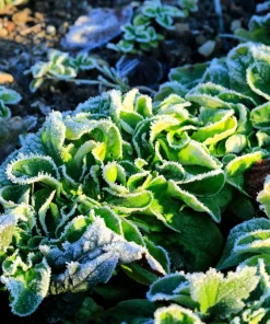 Corn Salad Seeds - Mache Lamb's Lettuce Vegetable Seeds - 500 Count - Image 4
