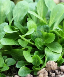 Corn Salad Seeds - Mache Lamb's Lettuce Vegetable Seeds - 500 Count - Image 5