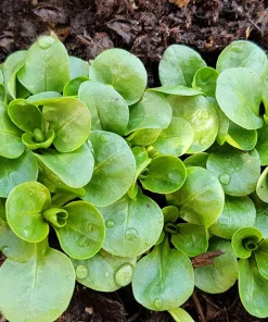Corn Salad Seeds - Mache Lamb's Lettuce Vegetable Seeds - 500 Count - Image 6