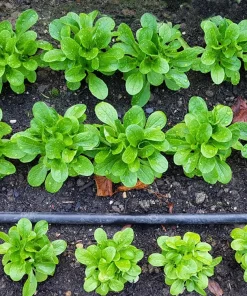 Corn Salad Seeds - Mache Lamb's Lettuce Vegetable Seeds - 500 Count - Image 7