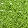 Corsican Mint Live Plant - Mentha requienii - 3.5 Inch Pot - Outdoor Groundcover - Image 1