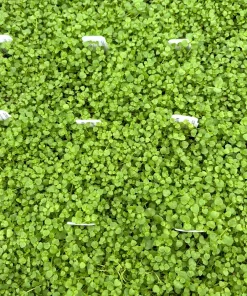 Corsican Mint Live Plant - Mentha requienii - 3.5 Inch Pot - Outdoor Groundcover - Image 1