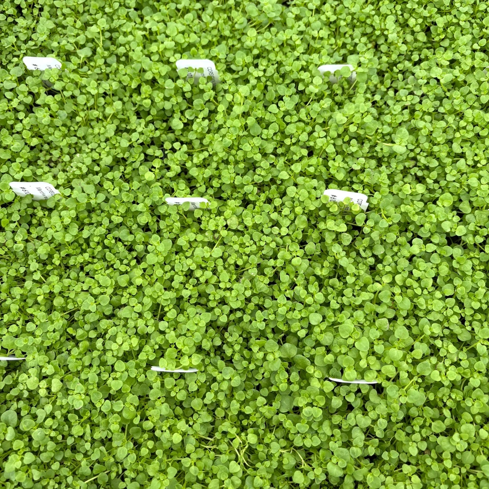 Corsican Mint Live Plant - Mentha requienii - 3.5 Inch Pot - Outdoor Groundcover - Image 1