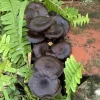 Cortinarius Violaceus Fungus Organic Seeds - Dark Purple Houseplant Seeds - Image 1