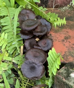 Cortinarius Violaceus Fungus Organic Seeds - Dark Purple Houseplant Seeds - Image 1