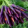 Cosmic Purple Carrot Seeds – Heirloom Variety – 150 Seeds – Sweet, Tender - Image 1