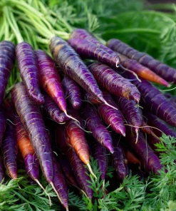 Cosmic Purple Carrot Seeds – Heirloom Variety – 150 Seeds – Sweet, Tender - Image 1