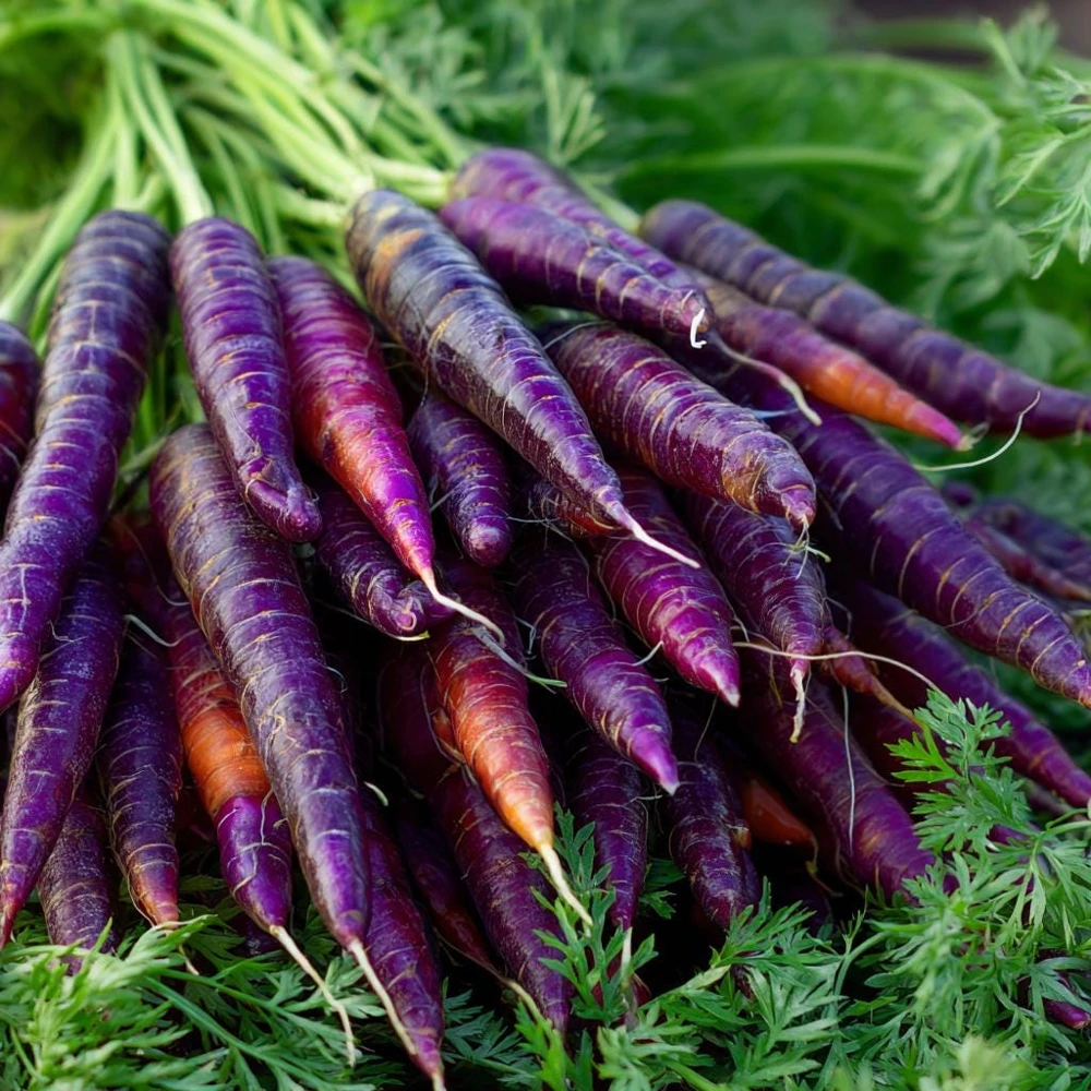 Cosmic Purple Carrot Seeds – Heirloom Variety – 150 Seeds – Sweet, Tender - Image 1